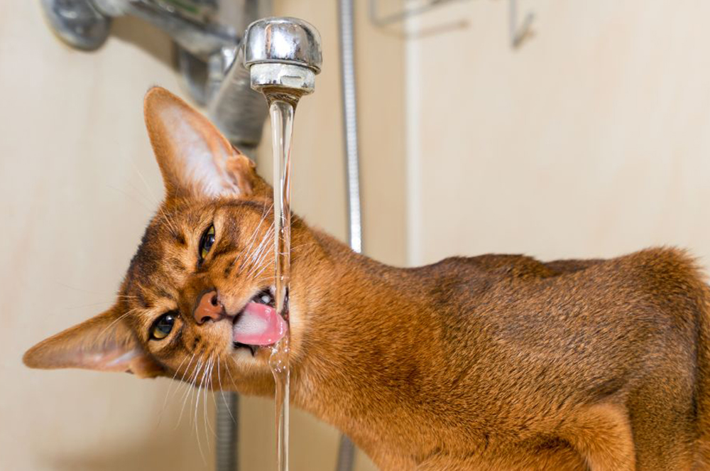 5 Helpful Plumbing Tips for Pet Owners